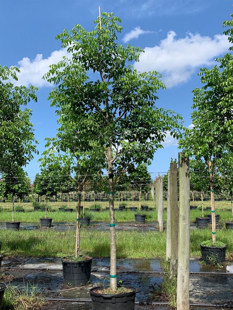 bursera-simaruba-gumbo-limbo
