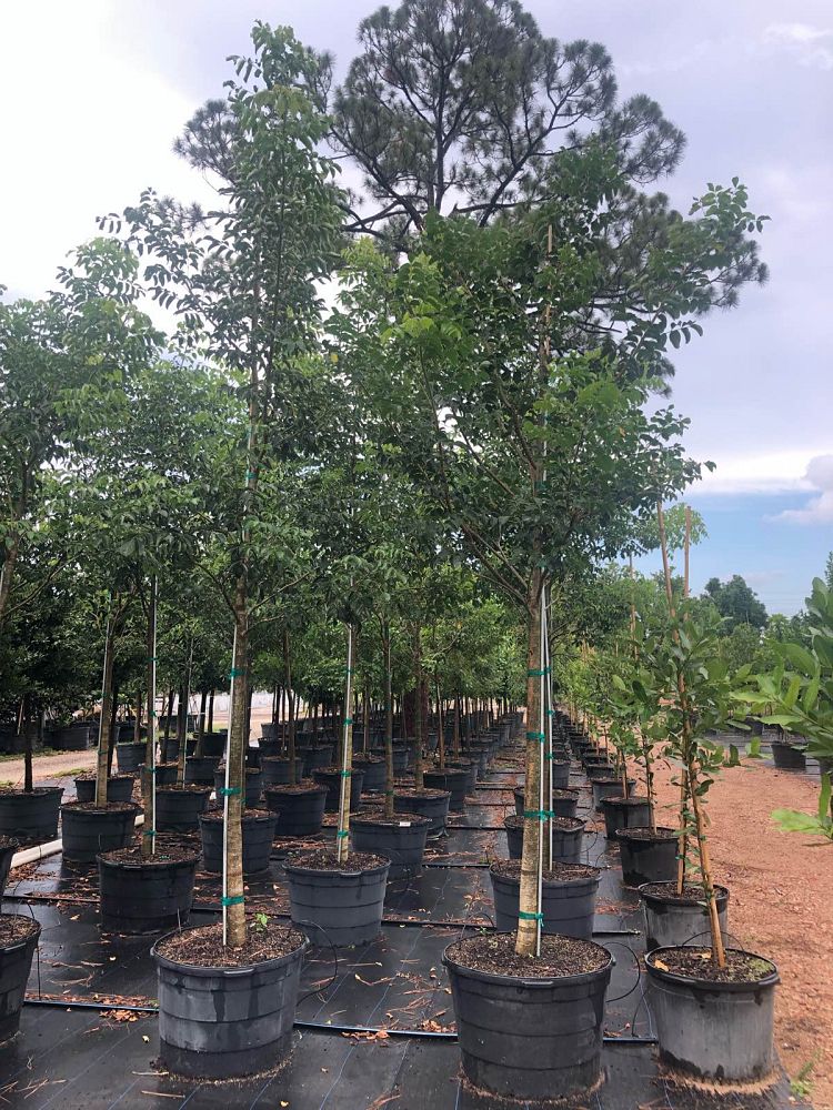 bursera-simaruba-gumbo-limbo