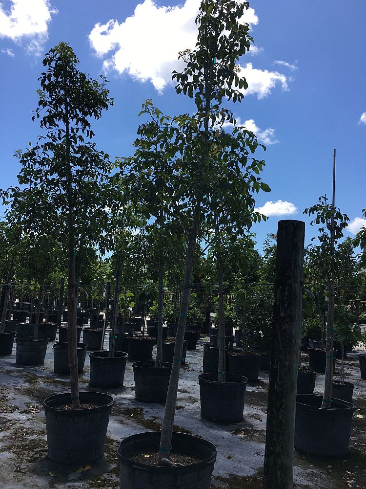bursera-simaruba-gumbo-limbo