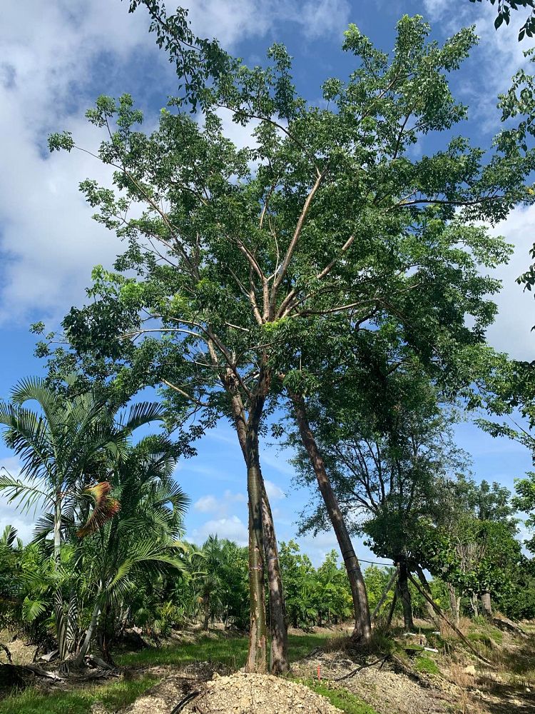 bursera-simaruba-gumbo-limbo
