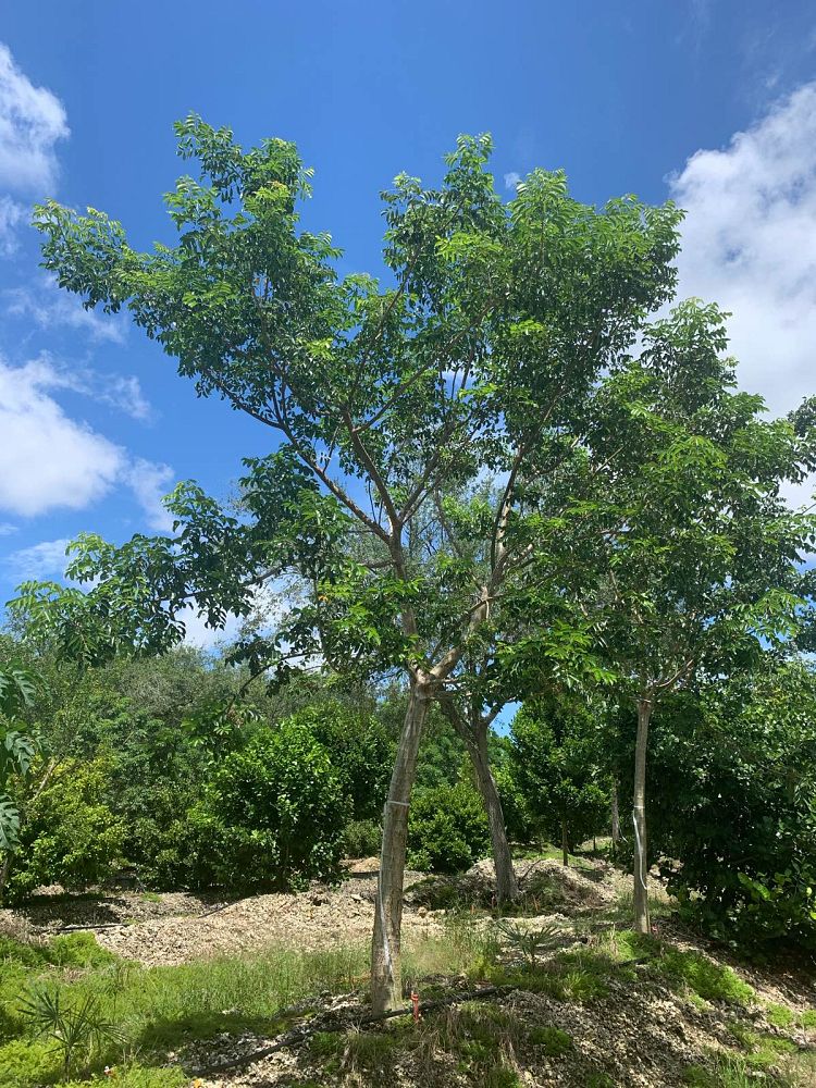 bursera-simaruba-gumbo-limbo