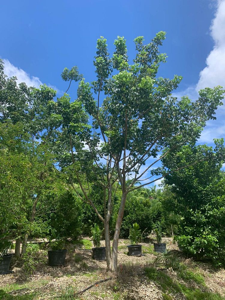 bursera-simaruba-gumbo-limbo