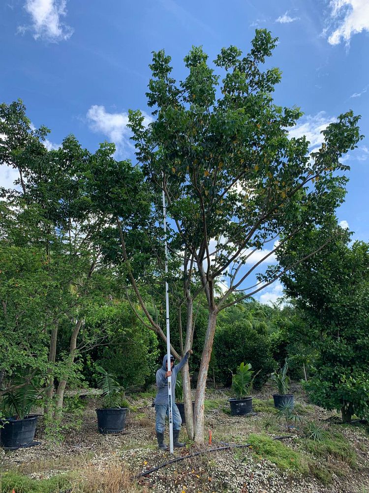 bursera-simaruba-gumbo-limbo