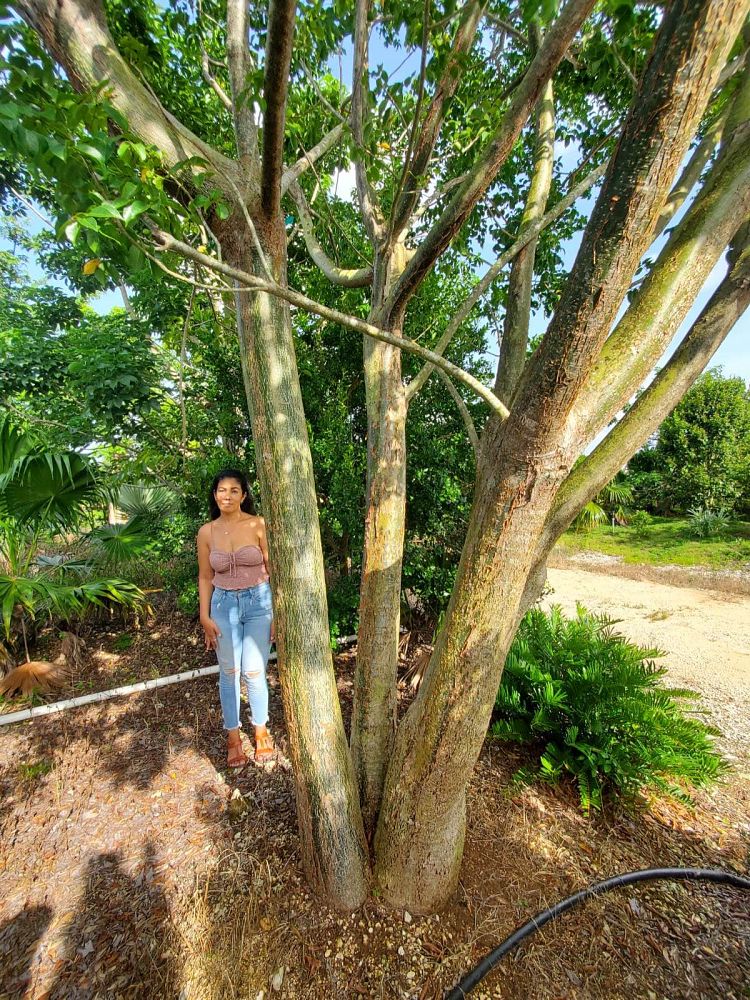 bursera-simaruba-gumbo-limbo