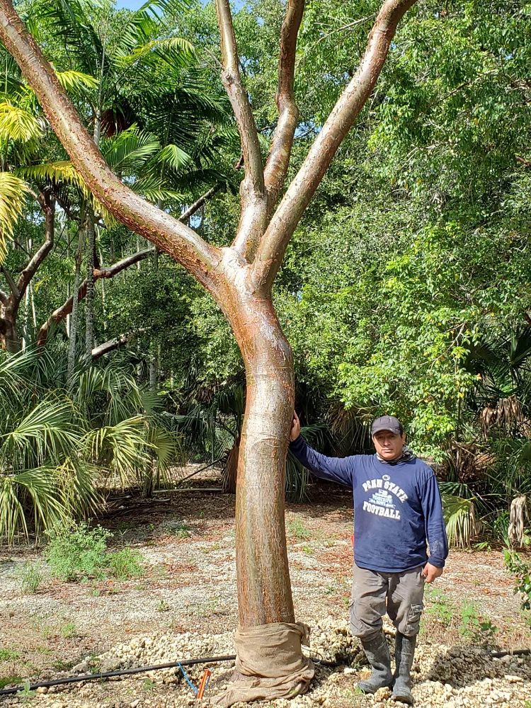 bursera-simaruba-gumbo-limbo