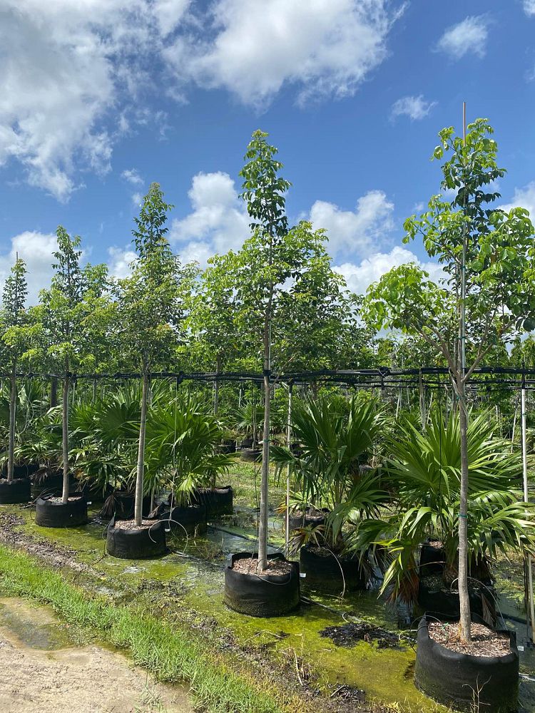 bursera-simaruba-gumbo-limbo