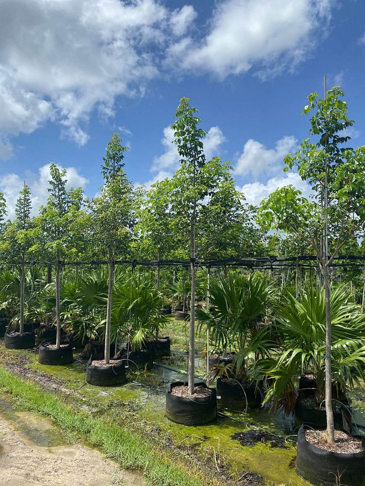 bursera-simaruba-gumbo-limbo