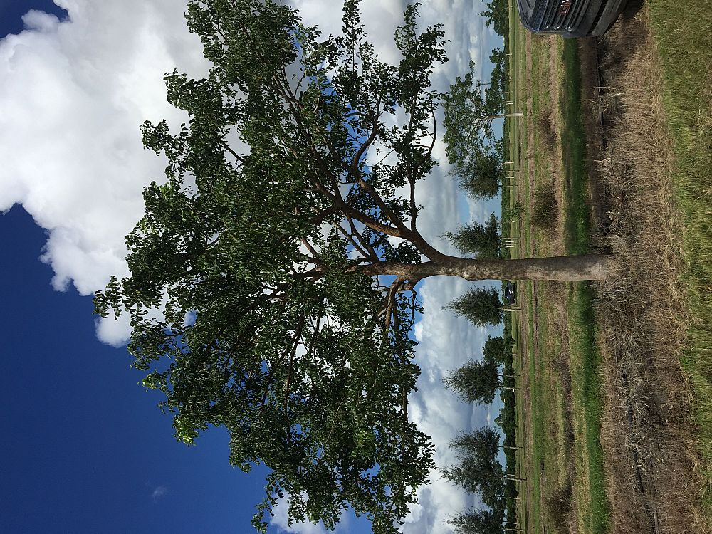 bursera-simaruba-gumbo-limbo
