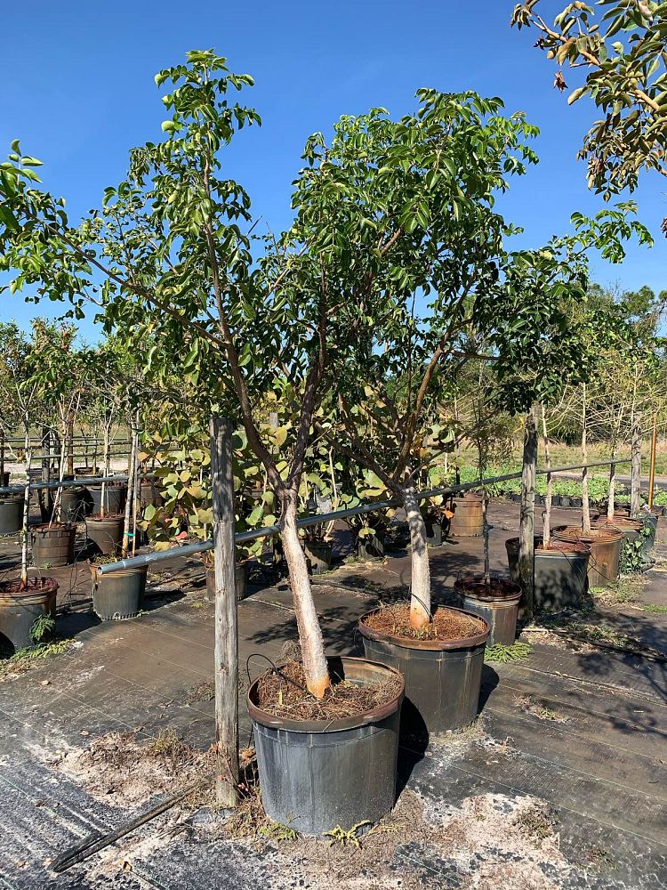 bursera-simaruba-gumbo-limbo