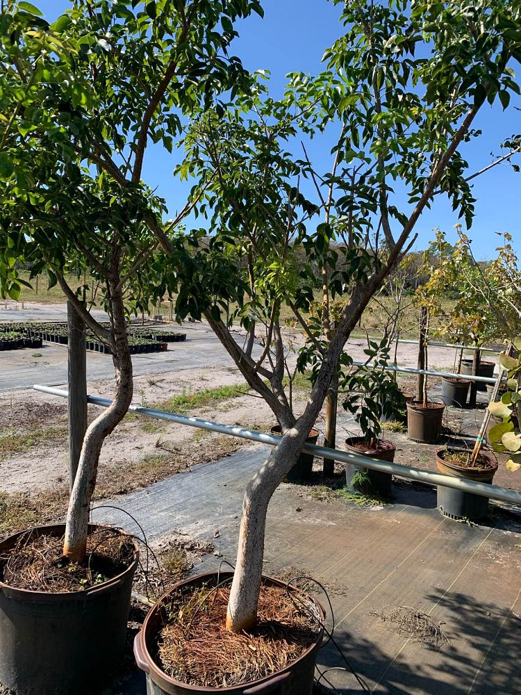 bursera-simaruba-gumbo-limbo