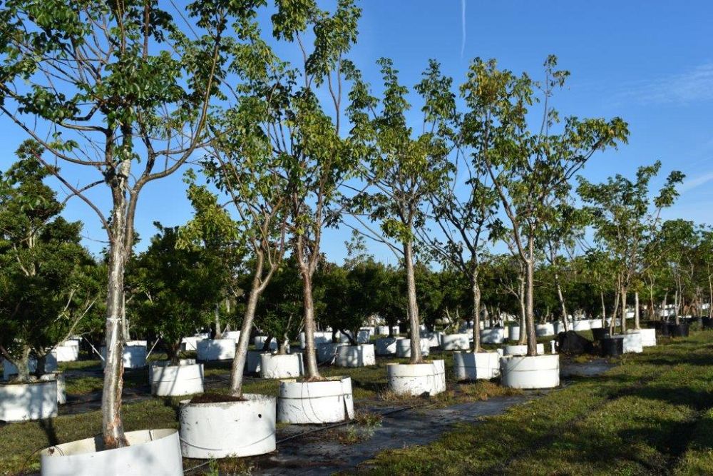bursera-simaruba-gumbo-limbo