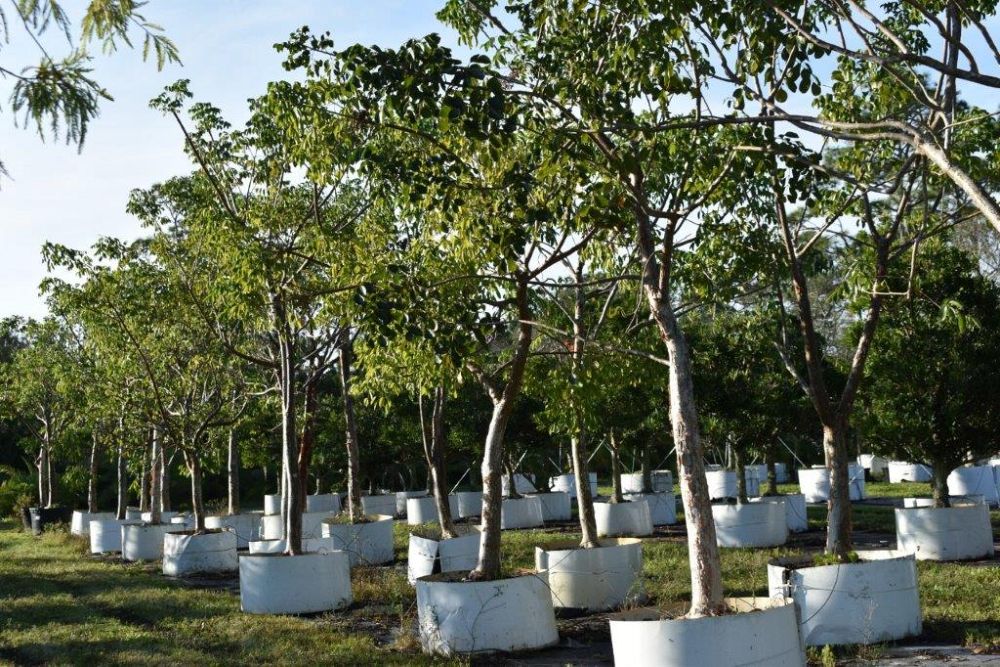 bursera-simaruba-gumbo-limbo