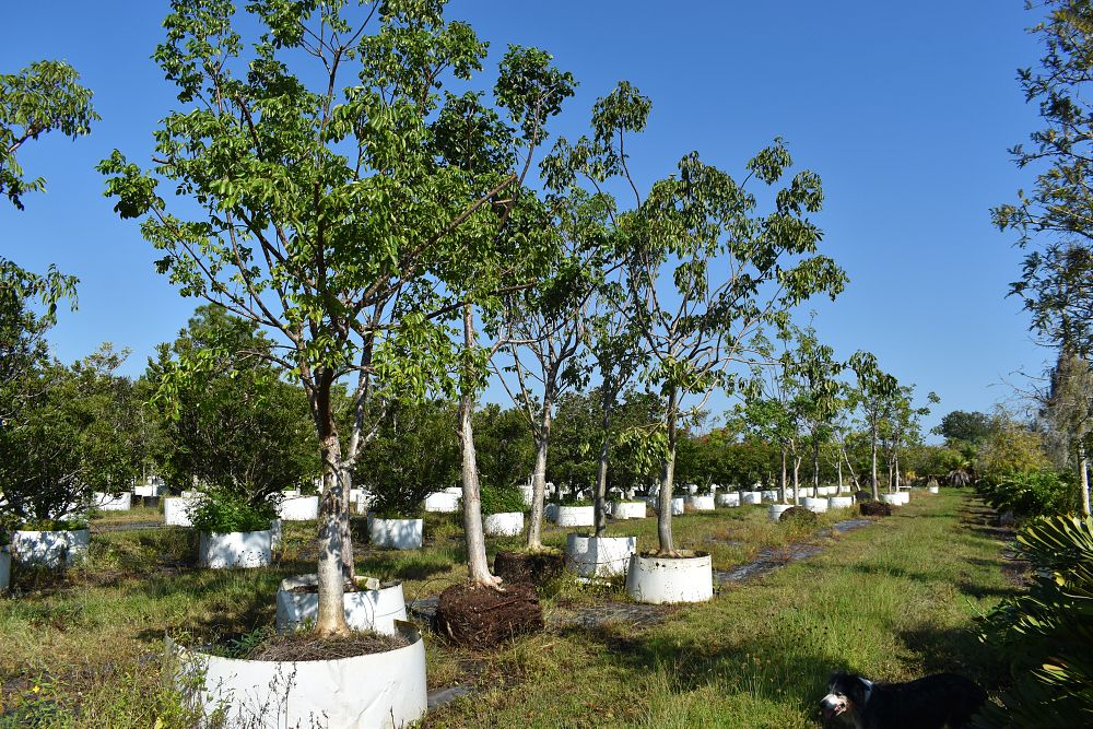 bursera-simaruba-gumbo-limbo