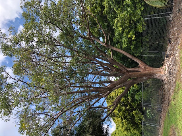 bursera-simaruba-gumbo-limbo