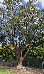 bursera-simaruba-gumbo-limbo