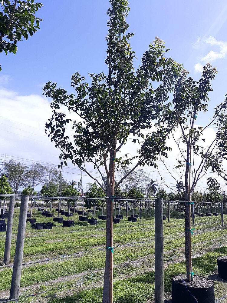 bursera-simaruba-gumbo-limbo