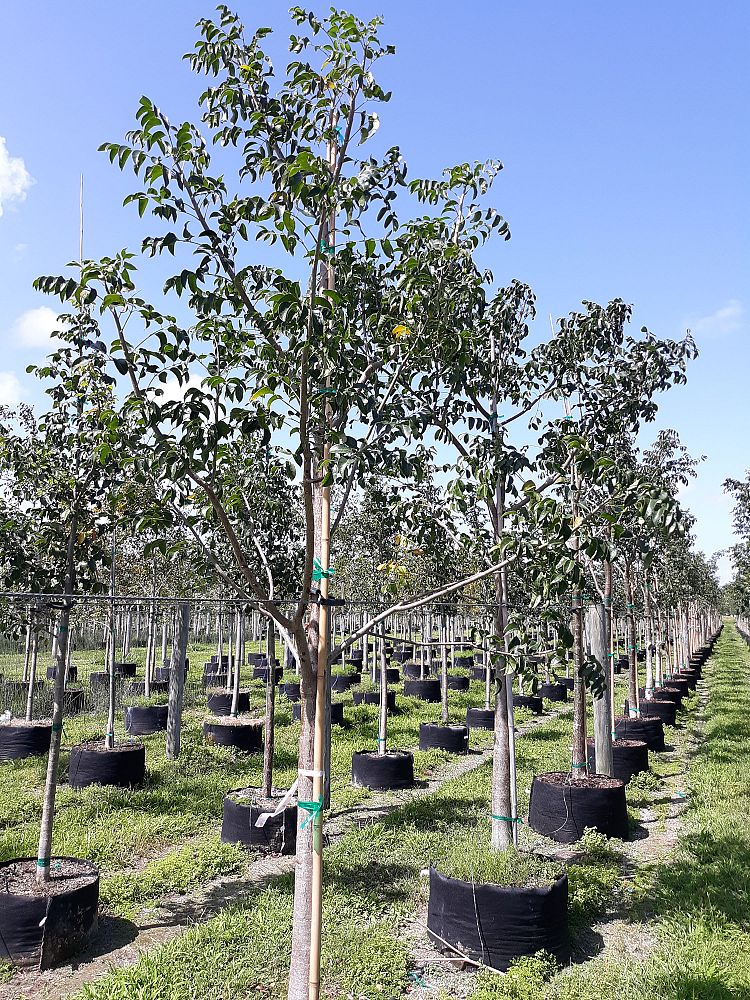 bursera-simaruba-gumbo-limbo