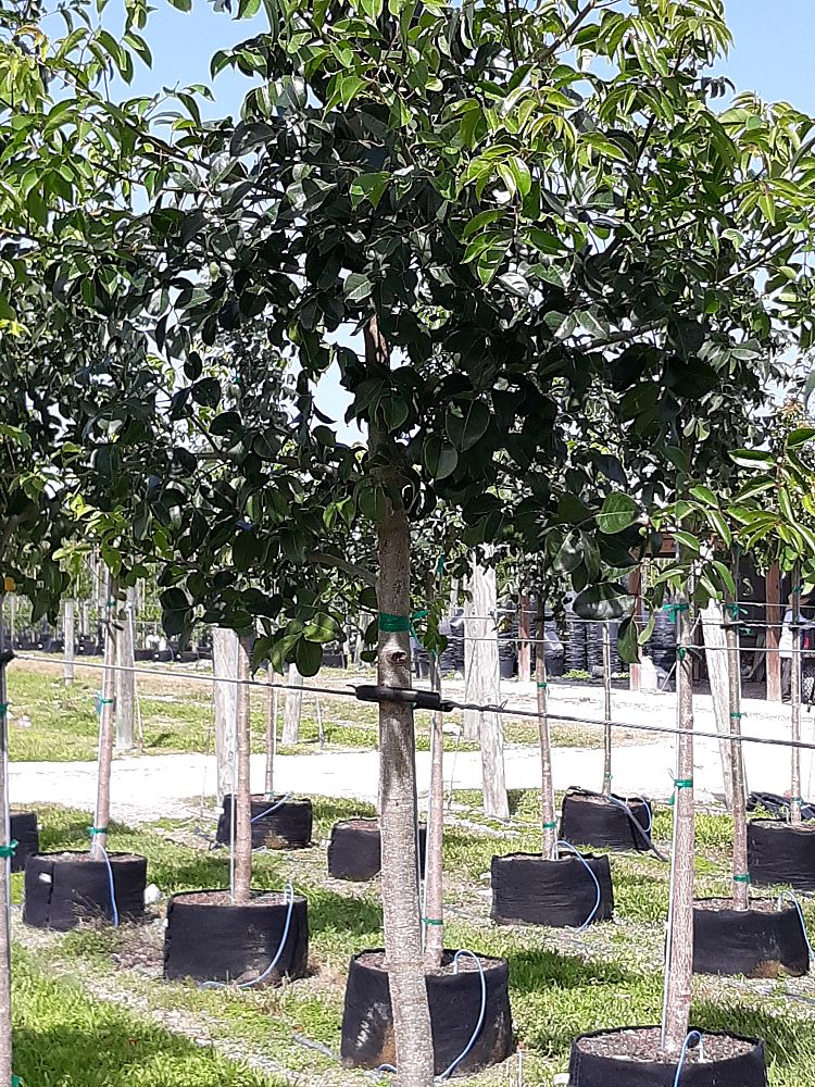 bursera-simaruba-gumbo-limbo