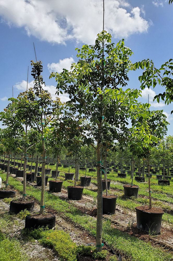 bursera-simaruba-gumbo-limbo