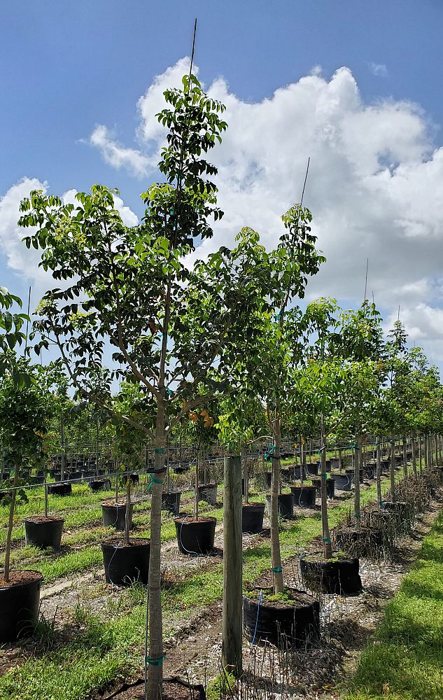 bursera-simaruba-gumbo-limbo