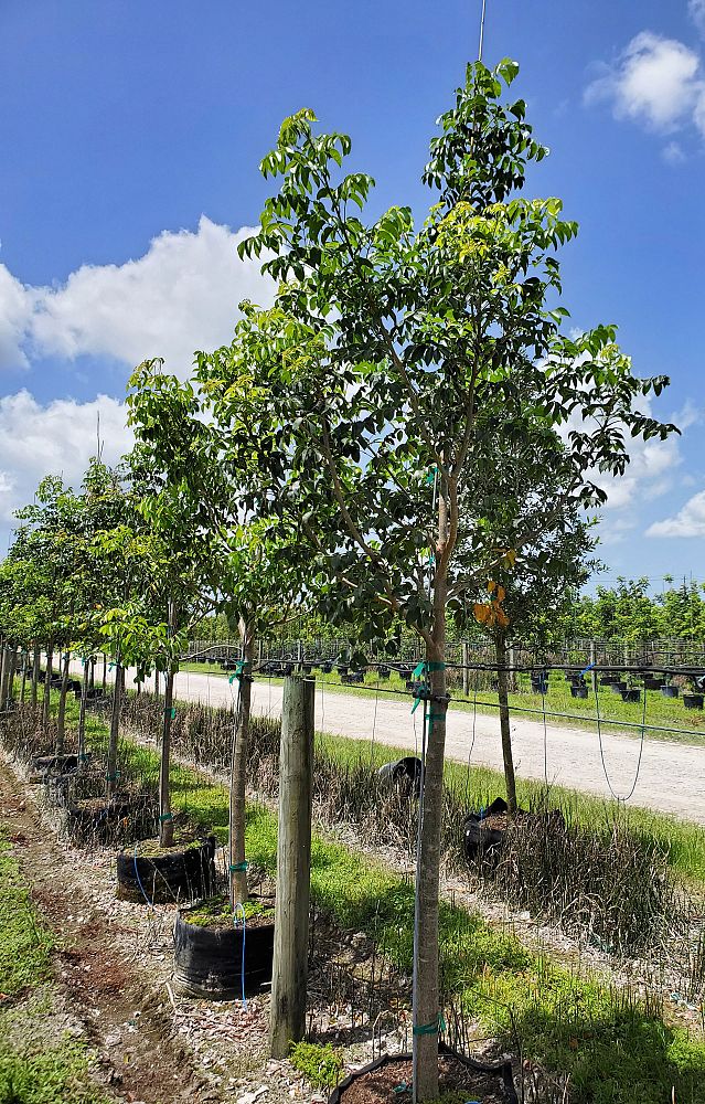 bursera-simaruba-gumbo-limbo