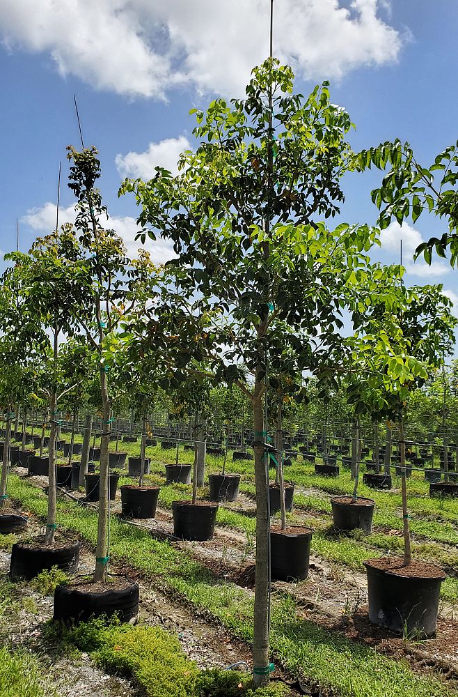 bursera-simaruba-gumbo-limbo