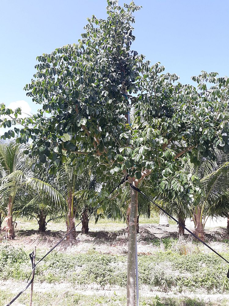 bursera-simaruba-gumbo-limbo