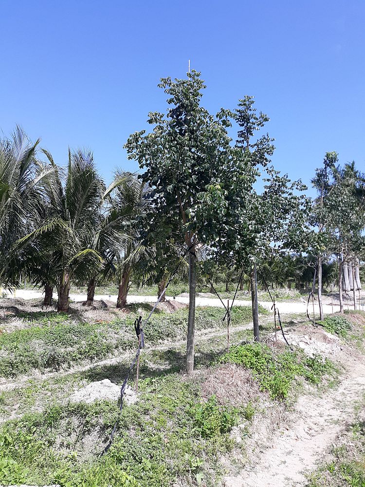 bursera-simaruba-gumbo-limbo