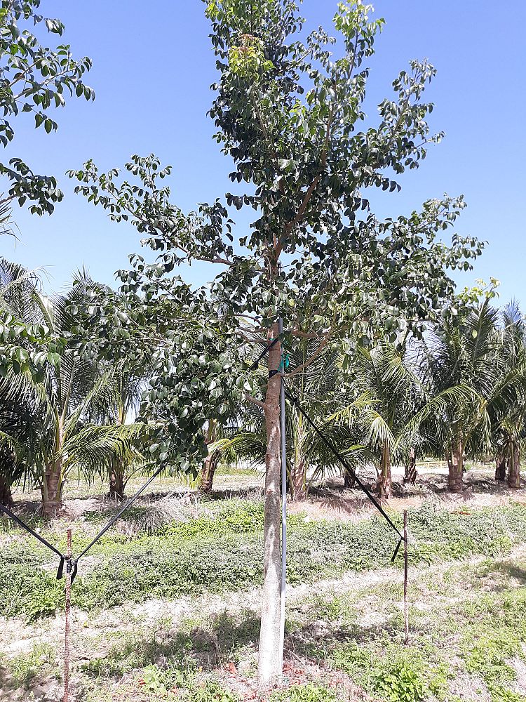 bursera-simaruba-gumbo-limbo