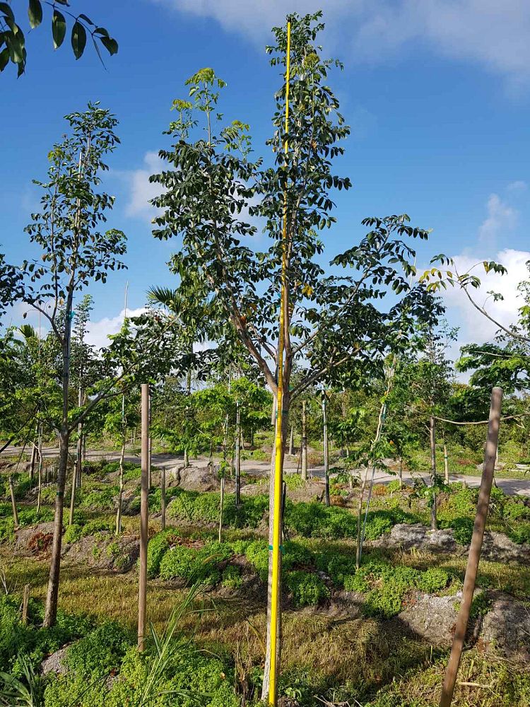 bursera-simaruba-gumbo-limbo
