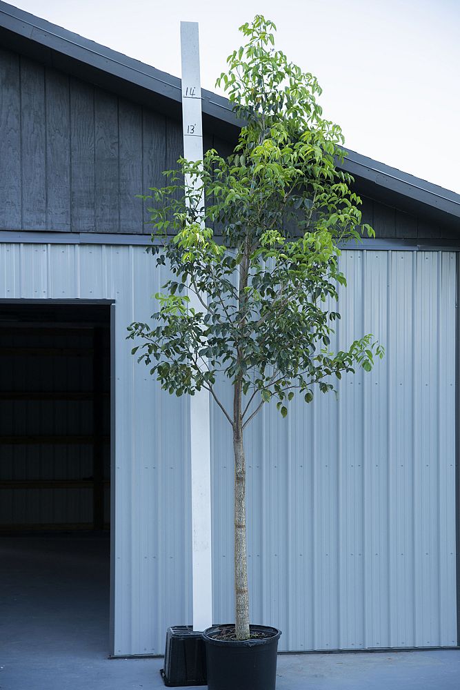 bursera-simaruba-gumbo-limbo