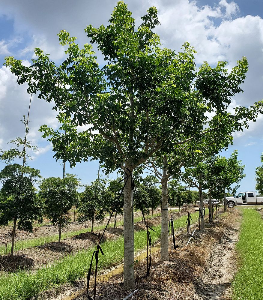 bursera-simaruba-gumbo-limbo