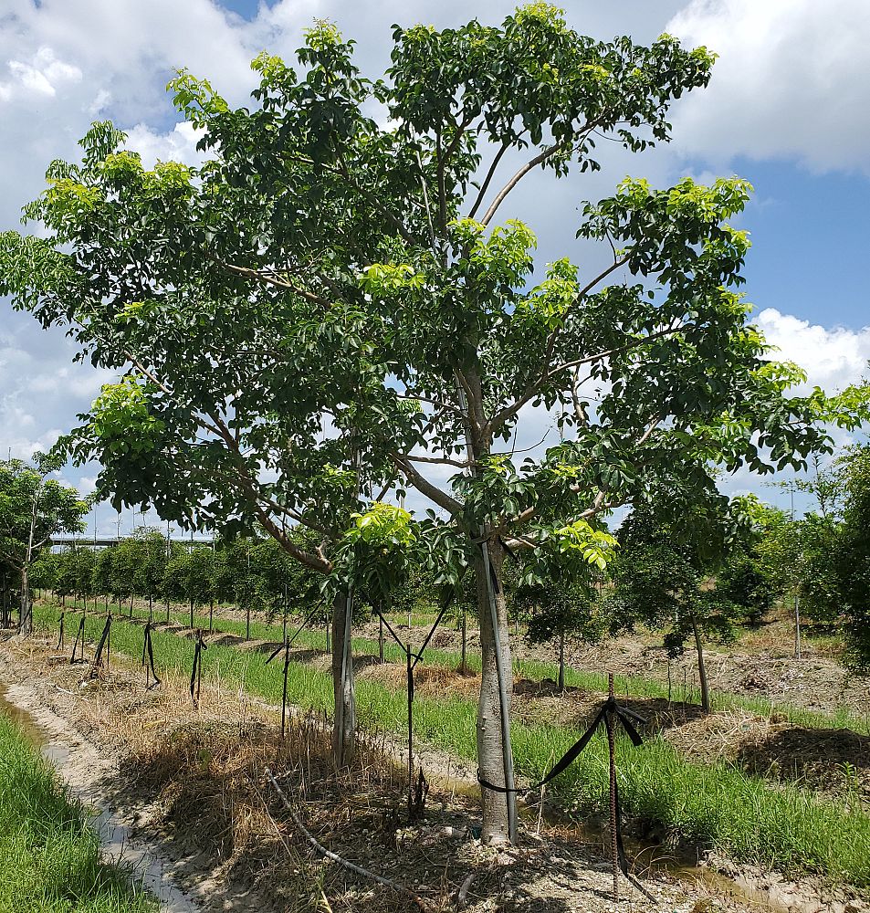bursera-simaruba-gumbo-limbo