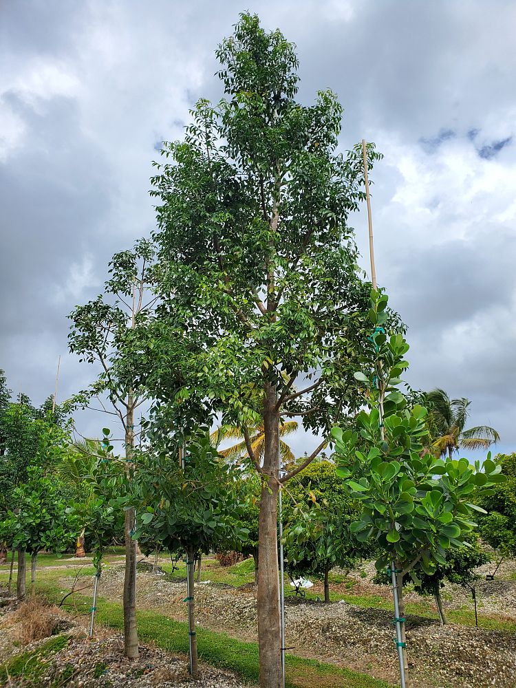 bursera-simaruba-gumbo-limbo