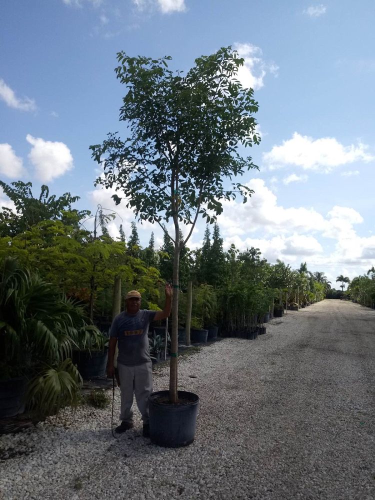 bursera-simaruba-gumbo-limbo