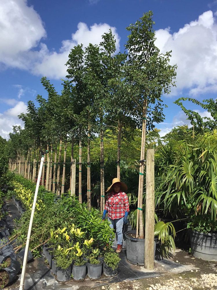 bursera-simaruba-gumbo-limbo