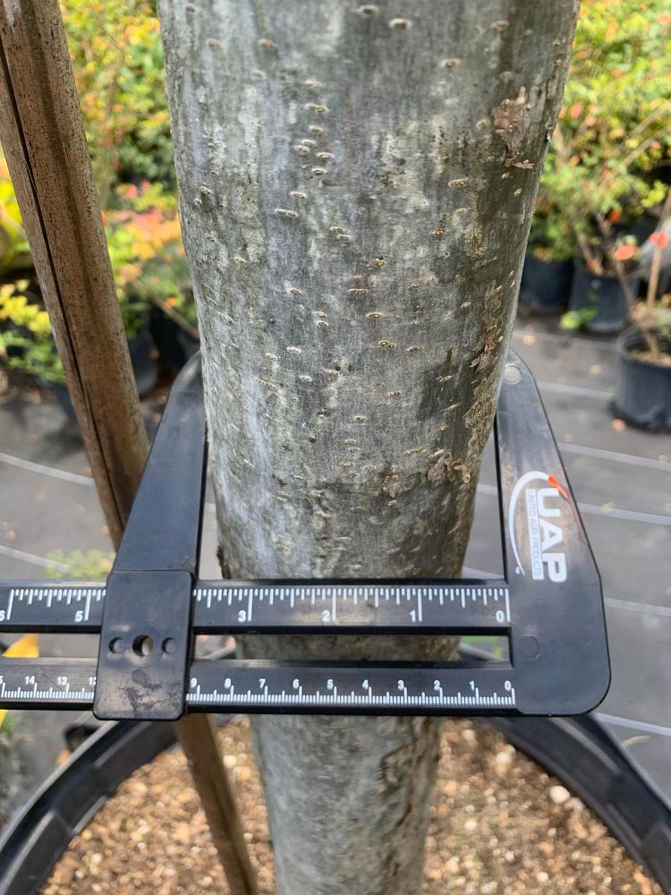 bursera-simaruba-gumbo-limbo