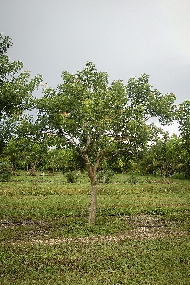 bursera-simaruba-gumbo-limbo