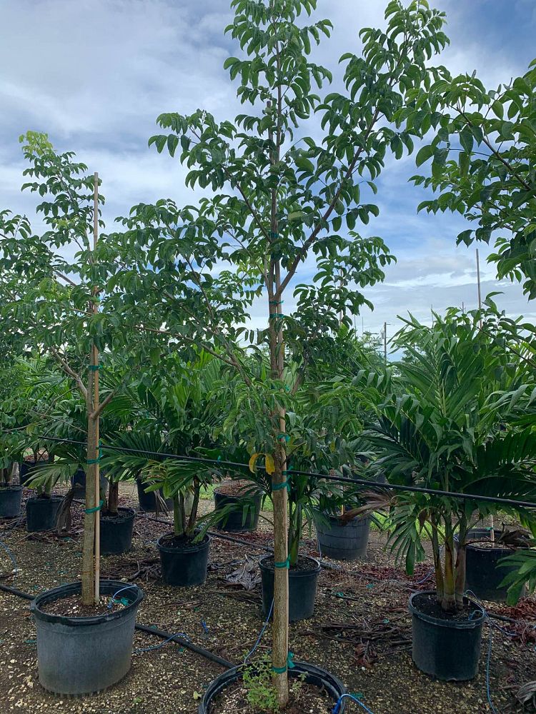 bursera-simaruba-gumbo-limbo
