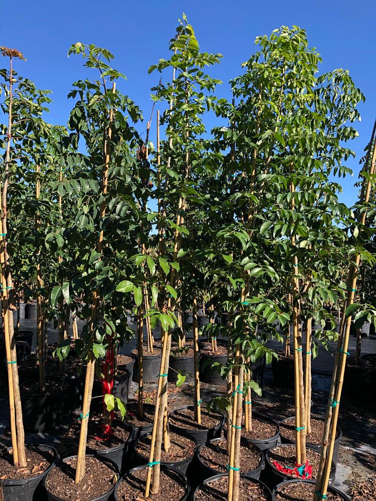 bursera-simaruba-gumbo-limbo