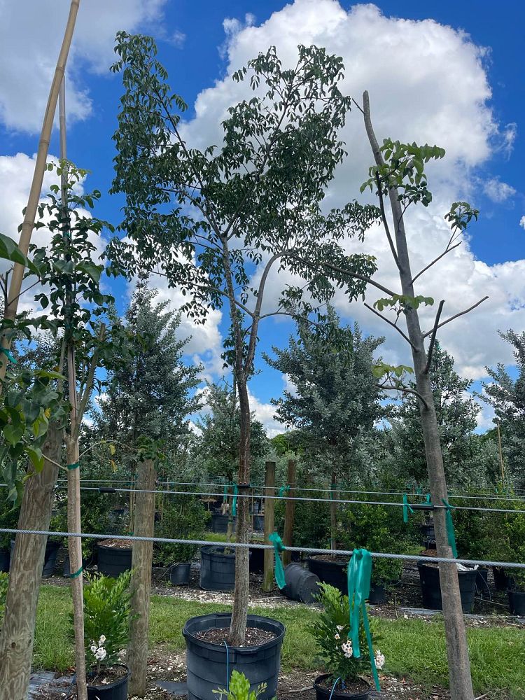 bursera-simaruba-gumbo-limbo