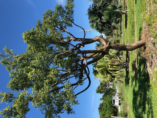 bursera-simaruba-gumbo-limbo