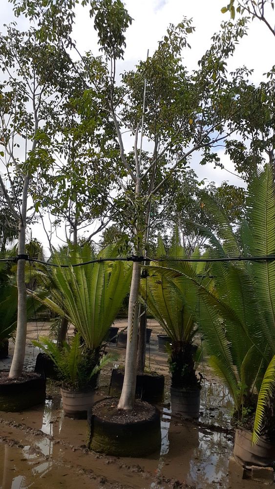 bursera-simaruba-gumbo-limbo