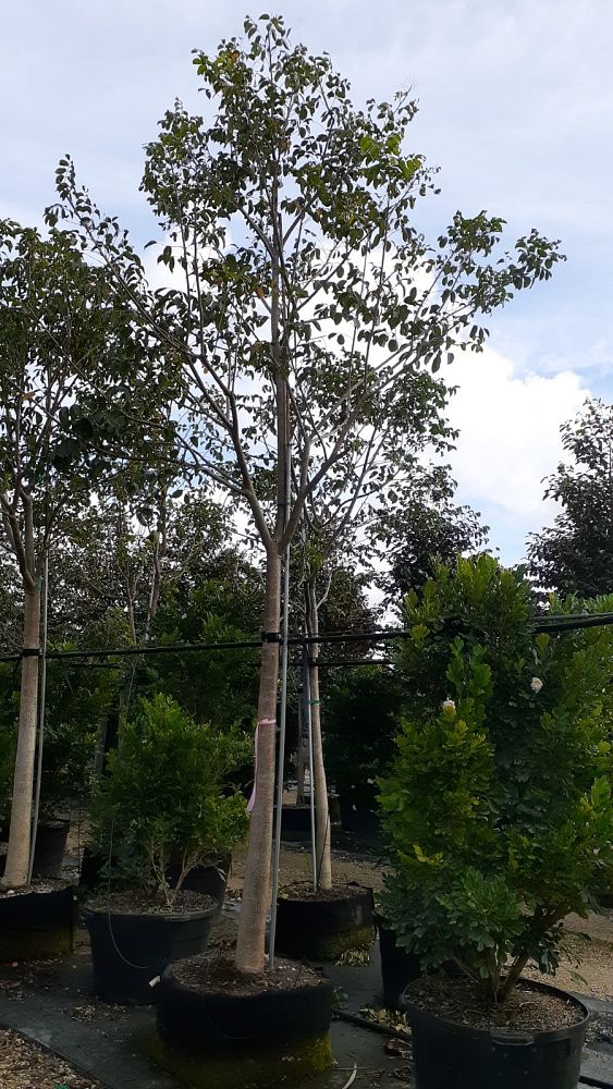 bursera-simaruba-gumbo-limbo