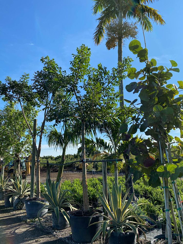 bursera-simaruba-gumbo-limbo