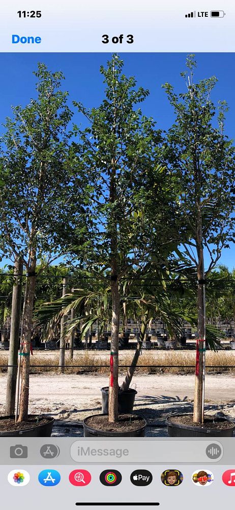 bursera-simaruba-gumbo-limbo