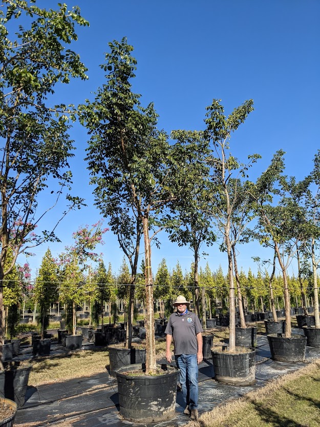 bursera-simaruba-gumbo-limbo