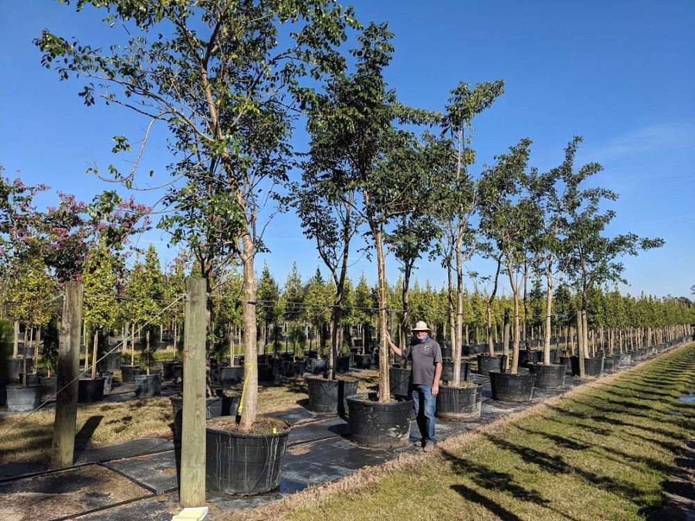 bursera-simaruba-gumbo-limbo