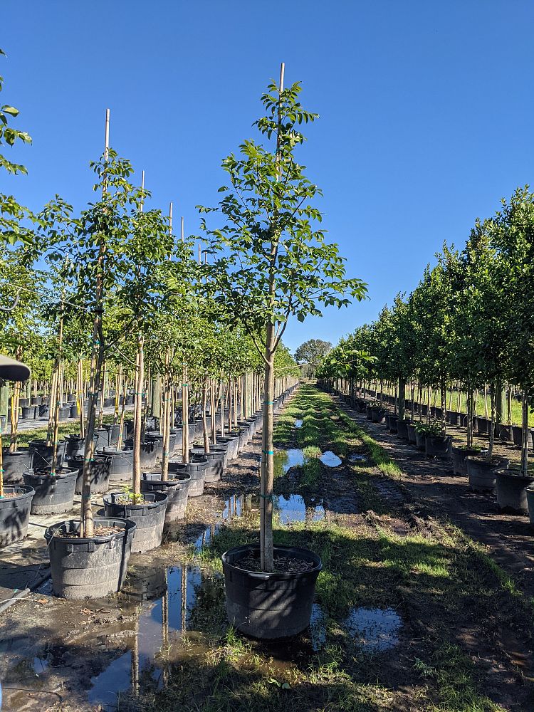 bursera-simaruba-gumbo-limbo