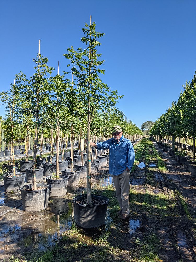 bursera-simaruba-gumbo-limbo